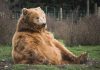 How Long Do Bears Live?