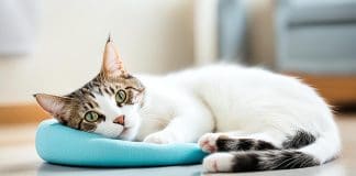 spay cat after kittens