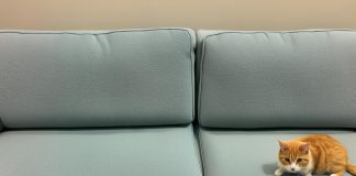 Clean cat pee from couch