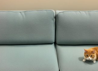 Clean cat pee from couch